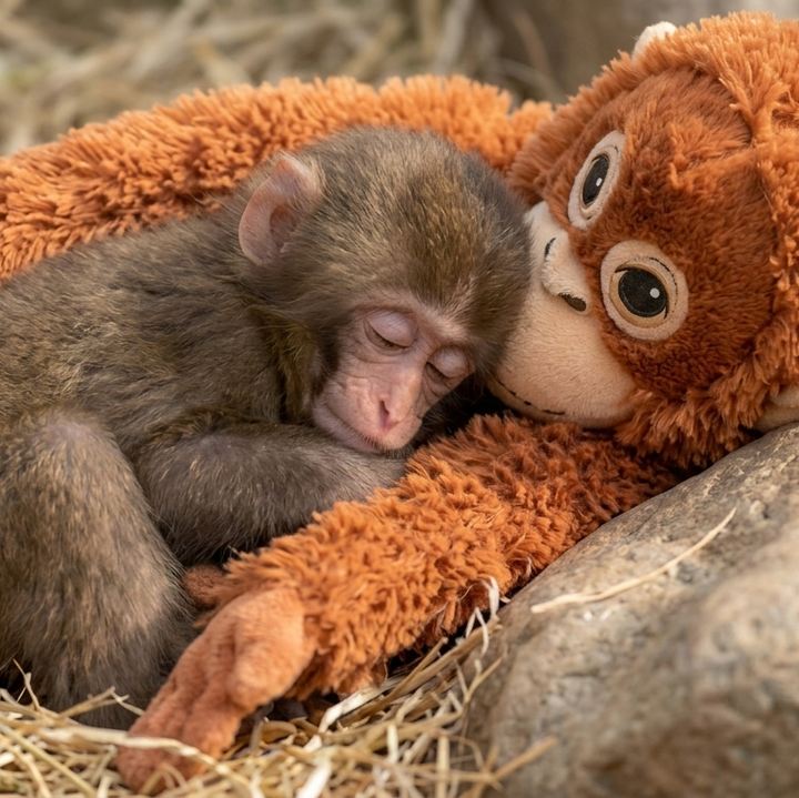 Monito Punch – The Heart-Stealing Viral Sensation